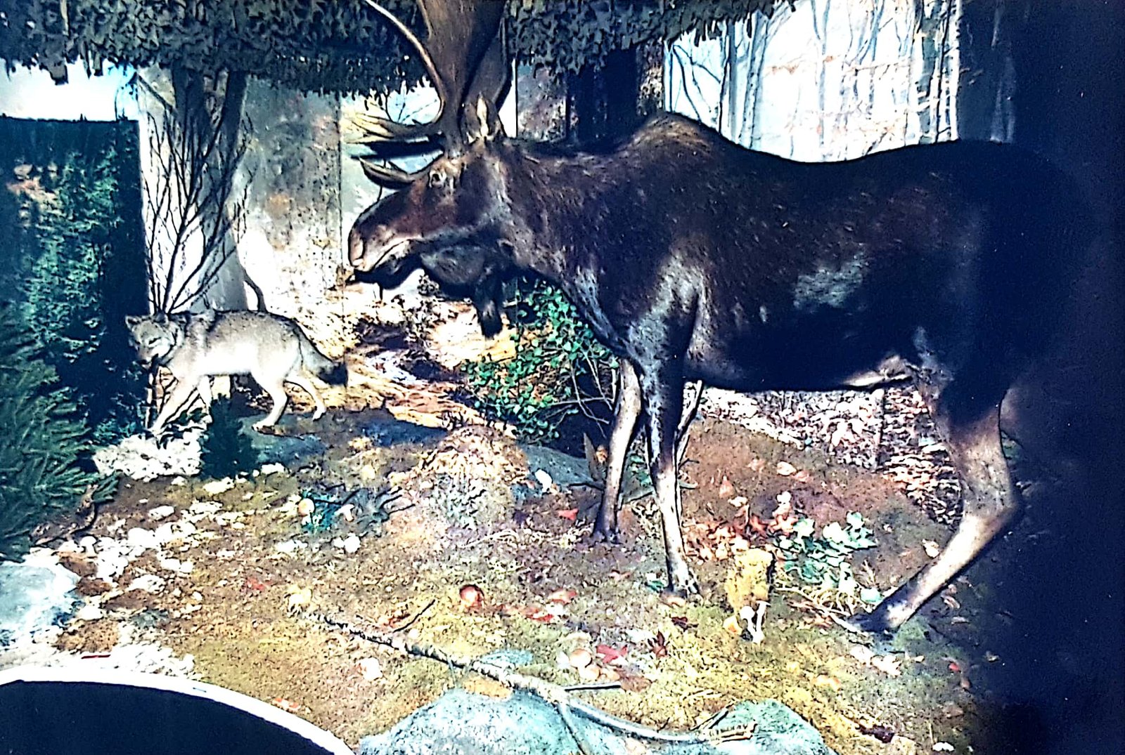 NaturaliumAmerindien
